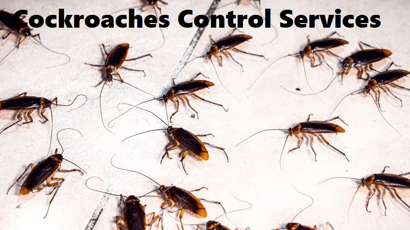 Cockroaches control services in Kenya