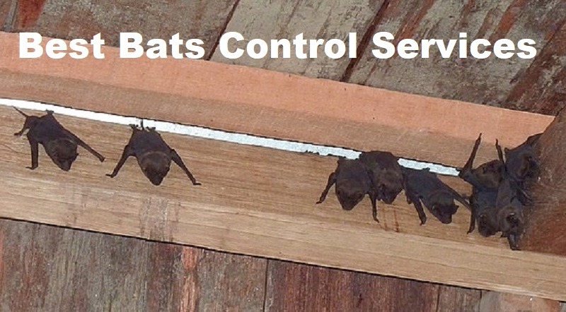 Bats control services