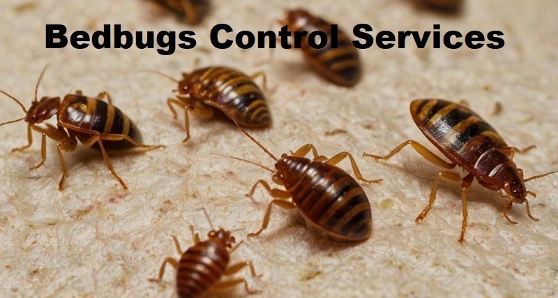 Bedbugs control services