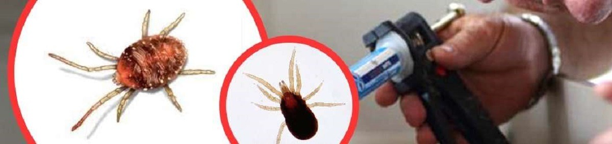 How to Get Rid of Bird Mites how to get rid of bird mites