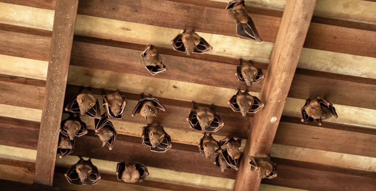 bat control products bat control products