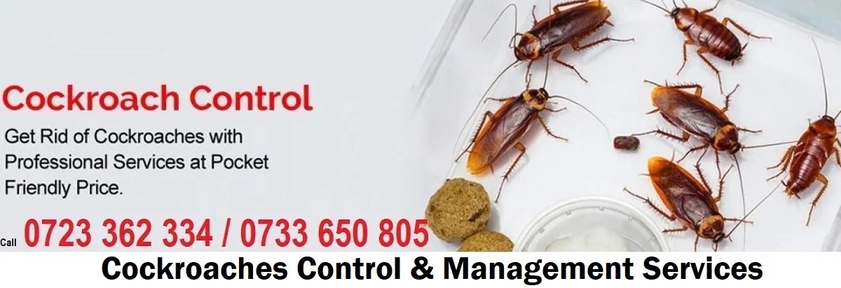 cockroaches-infestation-control-services