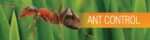 Ants control services