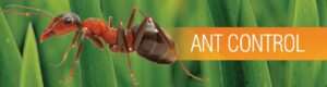 Ants control services