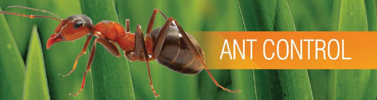 Ants control services