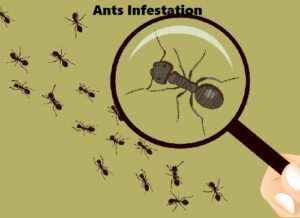 Ants infestation