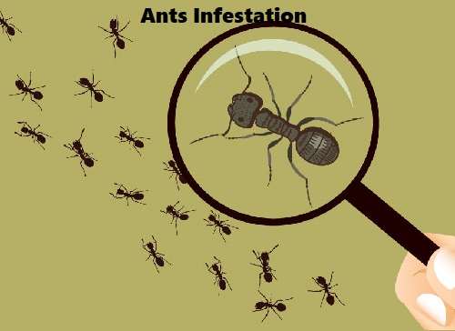 Ants infestation