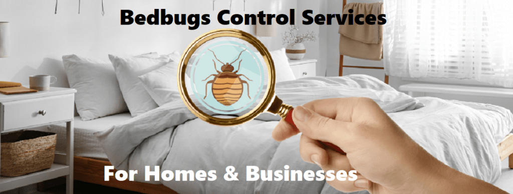Bedbugs control services for homes businesses Bedbugs control services for homes & businesses