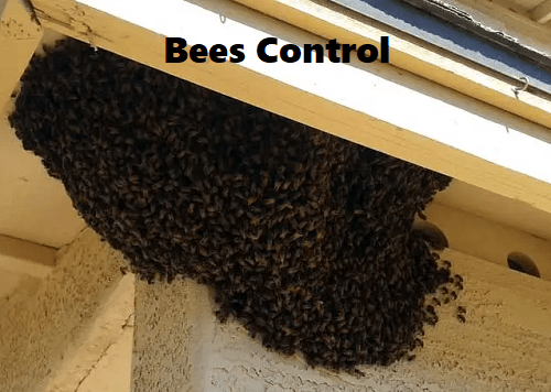 Bees control, bee swarm removal, bees control services Bees control, bee swarm removal, bees control services