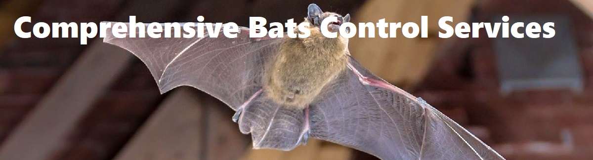 Comprehensive Bats Control Services