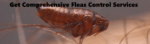 Comprehensive fleas control services