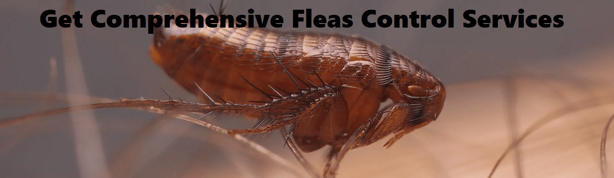 Comprehensive fleas control services