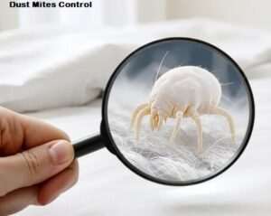Dust mite control