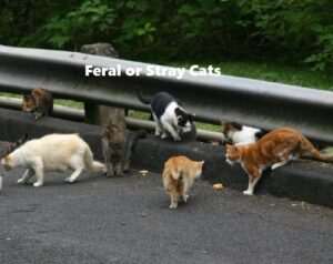 Feral or stray cats