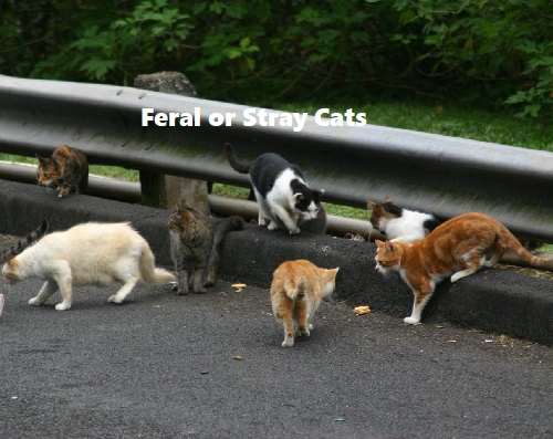 Feral or Stray cats control