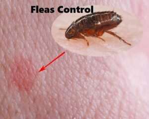 Fleas control