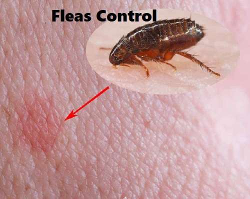 Fleas control Fleas control