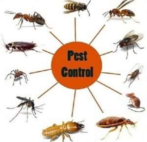 Fumigation & pest control services