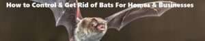 How to control bats