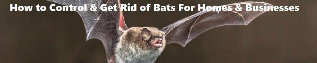 How to Control & Get Rid of Bats For Homes & Businesses Kenya How to Control & Get Rid of Bats For Homes & Businesses Kenya