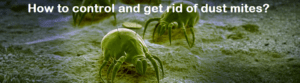 How to control and get rid of dust mites