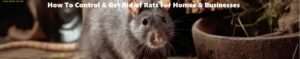How to control & get rid of rats for homes and businesses
