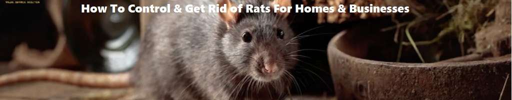 How to control & get rid of rats for homes and businesses How to control & get rid of rats for homes and businesses