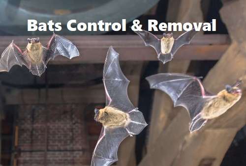 bats control, bats control services, bats control services in Kenya, bats control in Kenya, bats fumigation, bats fumigation in Kenya, bats control near me, bats fumigation services near me, best bats management services in Kenya, bats extermination services in Kenya, bats eradication services in Kenya Bats control, bats control services, bats control services in Kenya, bats control in Kenya, bats fumigation, bats fumigation in Kenya, bats control near me, bats fumigation services near me, best bats management services in Kenya, bats extermination services in Kenya, bats eradication services in Kenya