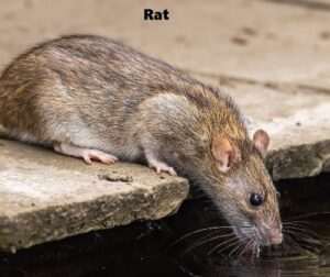 Rats control