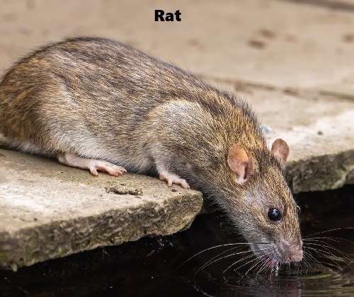 rats control