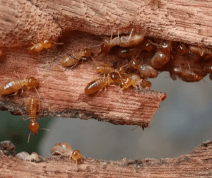 Termites control Termites control