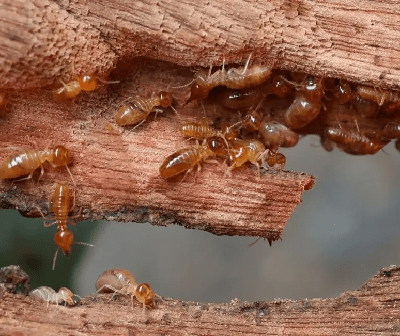 termites control, termites control services, termites control services in Kenya, termites control in Kenya, termites fumigation, termites fumigation in Kenya, termites control near me, termites fumigation services near me, best termites management services in Kenya, termites extermination services in Kenya, termites eradication services in Kenya, termites elimination services in Kenya, certified and licensed termites exterminator in Kenya.