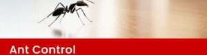 ant control
