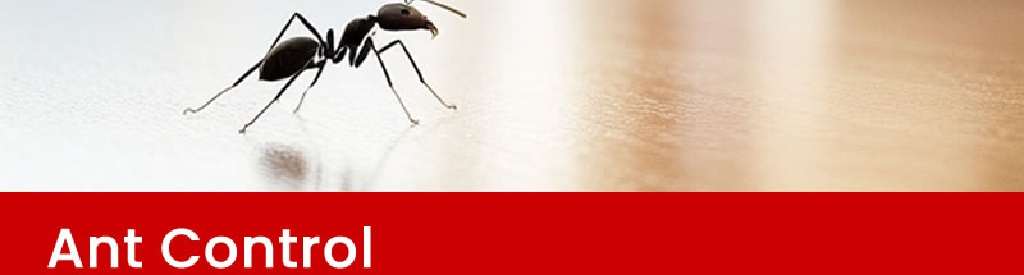 Ants control Ants control