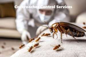 cockroaches control, cockroaches control services, cockroaches control services in Kenya, cockroaches control in Kenya, cockroaches fumigation, cockroaches fumigation in Kenya, cockroaches control near me, cockroaches fumigation services near me, best cockroaches management services in Kenya, cockroaches extermination services in Kenya cockroaches control, cockroaches control services, cockroaches control services in Kenya, cockroaches control in Kenya, cockroaches fumigation, cockroaches fumigation in Kenya, cockroaches control near me, cockroaches fumigation services near me, best cockroaches management services in Kenya, cockroaches extermination services in Kenya