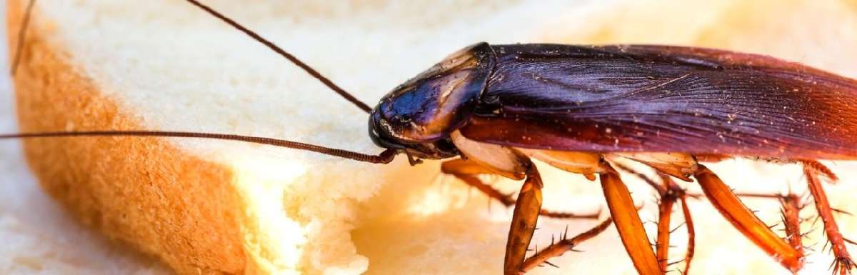 cockroaches control services