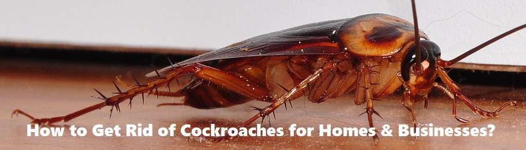 cockroaches control, cockroaches control services, cockroaches control services in Kenya, cockroaches control in Kenya, cockroaches fumigation, cockroaches fumigation in Kenya, cockroaches control near me, cockroaches fumigation services near me, best cockroaches management services in Kenya, cockroaches extermination services in Kenya cockroaches control, cockroaches control services, cockroaches control services in Kenya, cockroaches control in Kenya, cockroaches fumigation, cockroaches fumigation in Kenya, cockroaches control near me, cockroaches fumigation services near me, best cockroaches management services in Kenya, cockroaches extermination services in Kenya