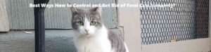 stray cats or feral cats control