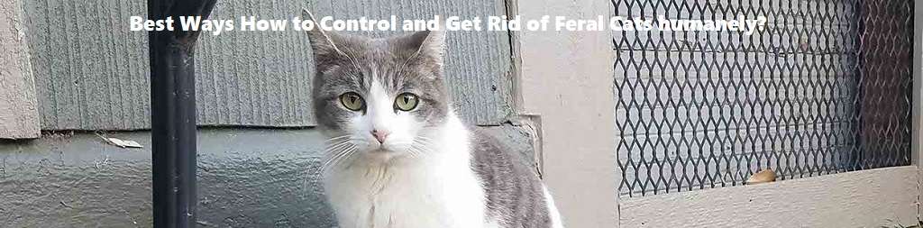 Stray cats or feral cats control Stray cats or feral cats control