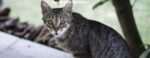 stray or feral cats control