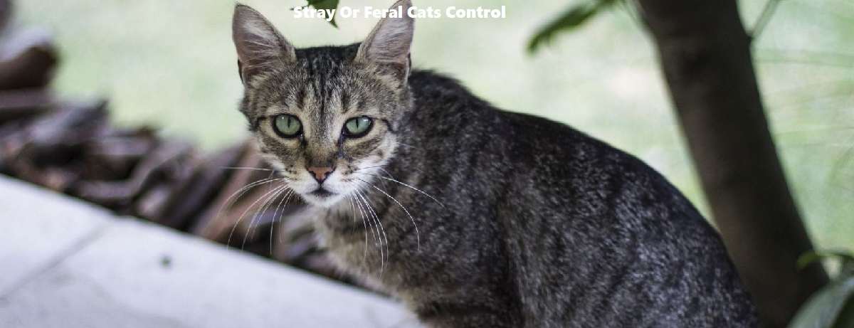 stray or feral cats control