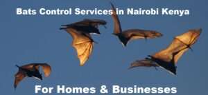 Bats control services in Nairobi Kenya