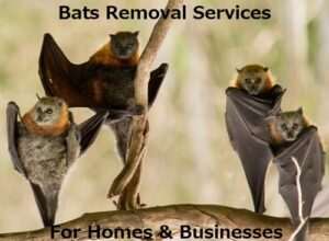 Bats control services in Nairobi Kenya homes
