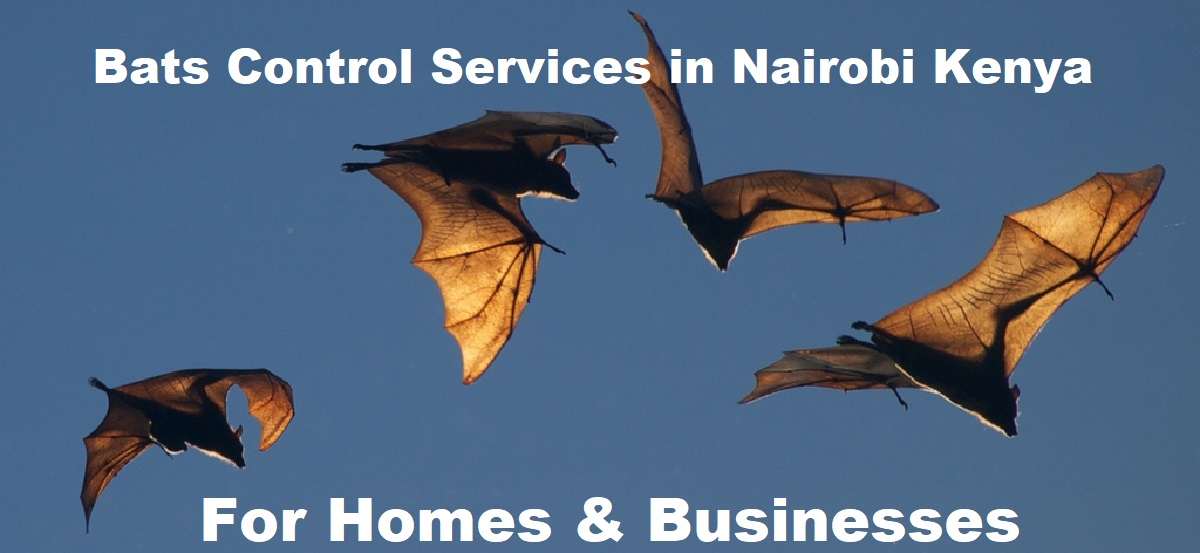 Bats control services in Nairobi Kenya