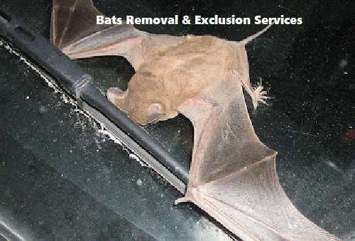 Bats control services, bats control services in Kenya, bats control in Kenya, bats fumigation, bats fumigation in Kenya, bats control near me, bats fumigation services near me, best bats management services in Kenya