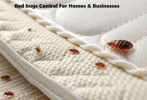 Bedbugs control services, bedbugs control services in Kenya, bedbugs control in Kenya, bedbugs fumigation, Jopestkil Kenya Specialists Best Bed Bugs Control Services in Kenya, bedbugs fumigation in Kenya, bedbugs control near me, bedbugs fumigation services near me
