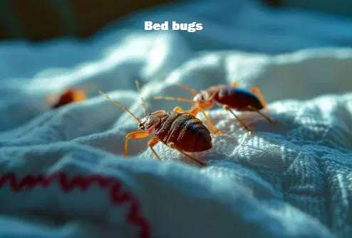 Bed bug fumigation Nairobi, bedbugs control services near, Bedbugs control services near me, Strongest bed bug killer in Kenya, Bedbugs fumigation service, Bed bug control Kenya, Best fumigation services in Nairobi 