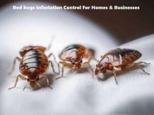 Bedbugs control services