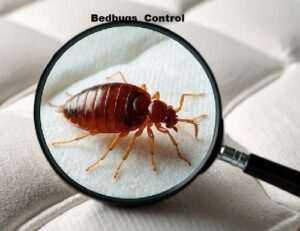 Bedbugs control for homes & businesses
