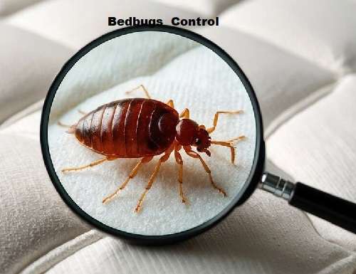 Bedbugs control in Kenya
